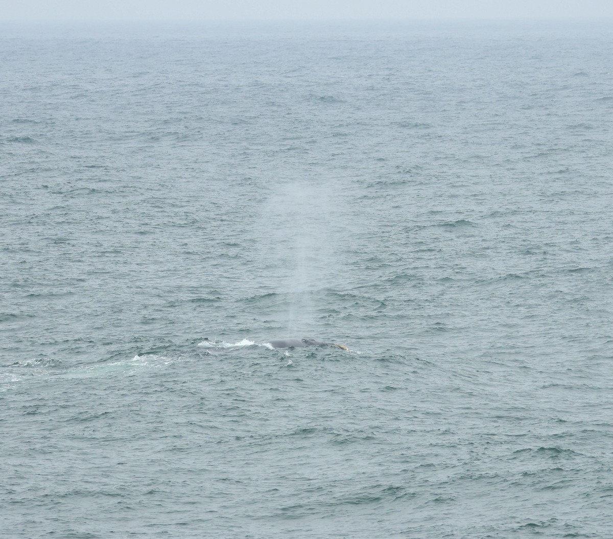 אובלנה דרומית - ML648960537