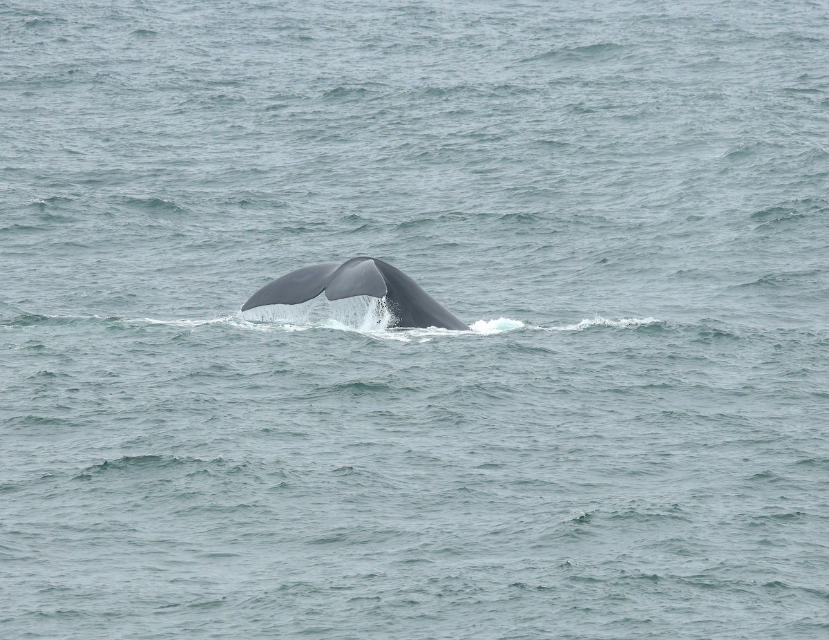 אובלנה דרומית - ML648960538