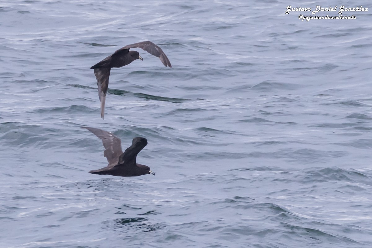 Westland-Sturmvogel - ML648960543