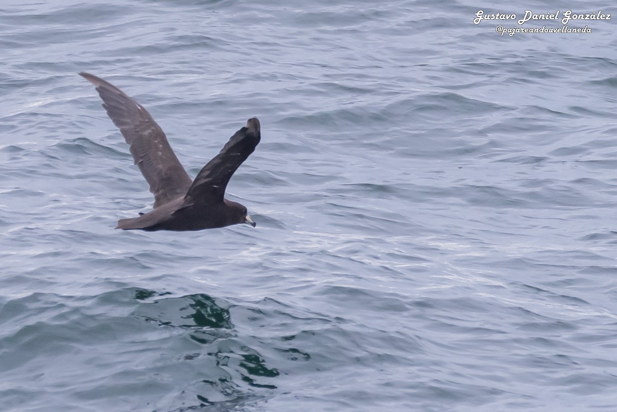 Westland-Sturmvogel - ML648960544