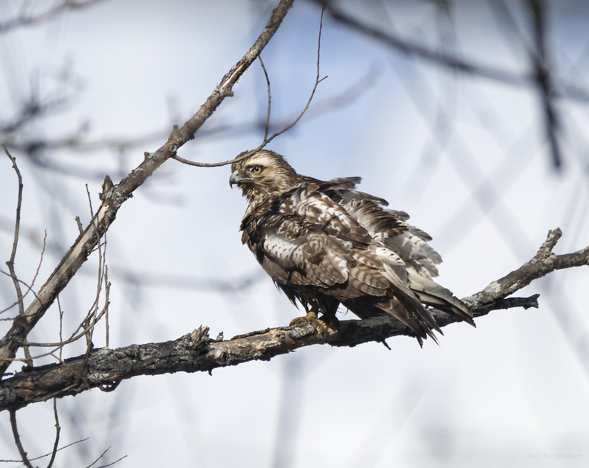 Red-tailed Hawk - ML648960635
