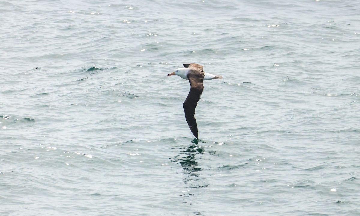 אלבטרוס שחור-גבות - ML648960789