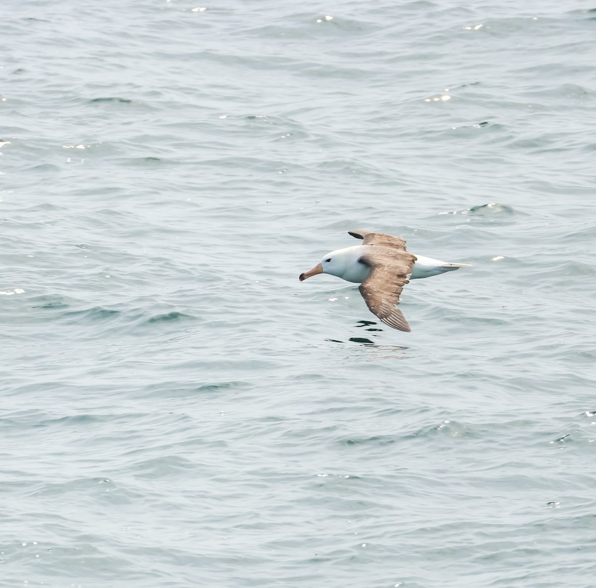 אלבטרוס שחור-גבות - ML648960790