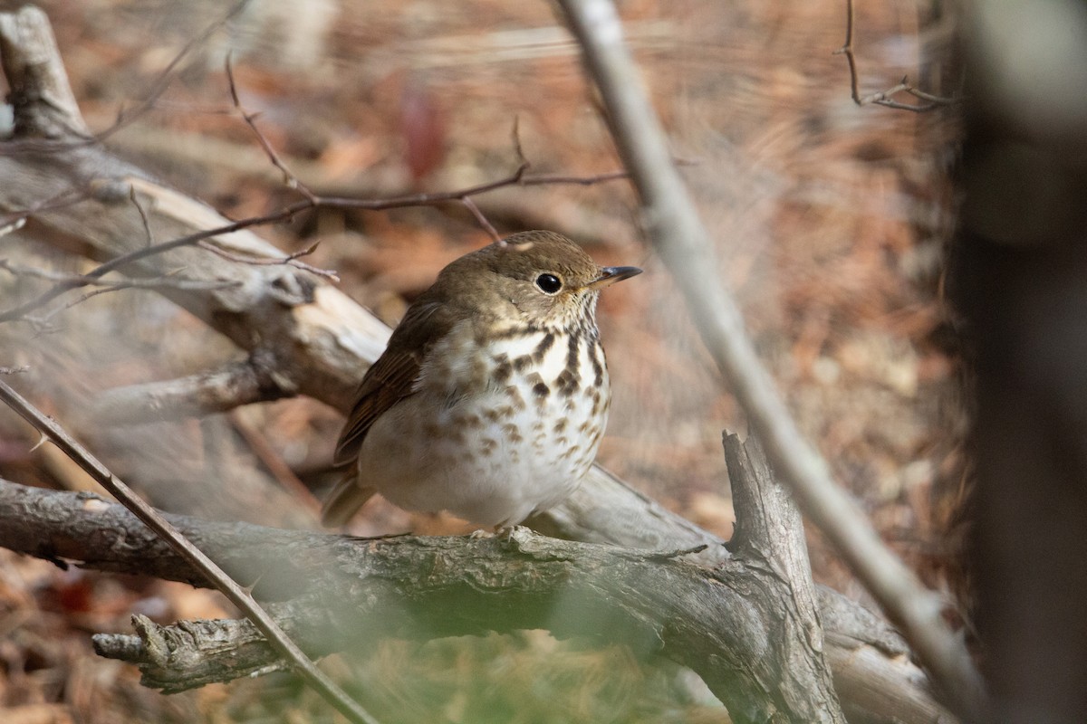 Hermit Thrush - ML648960802