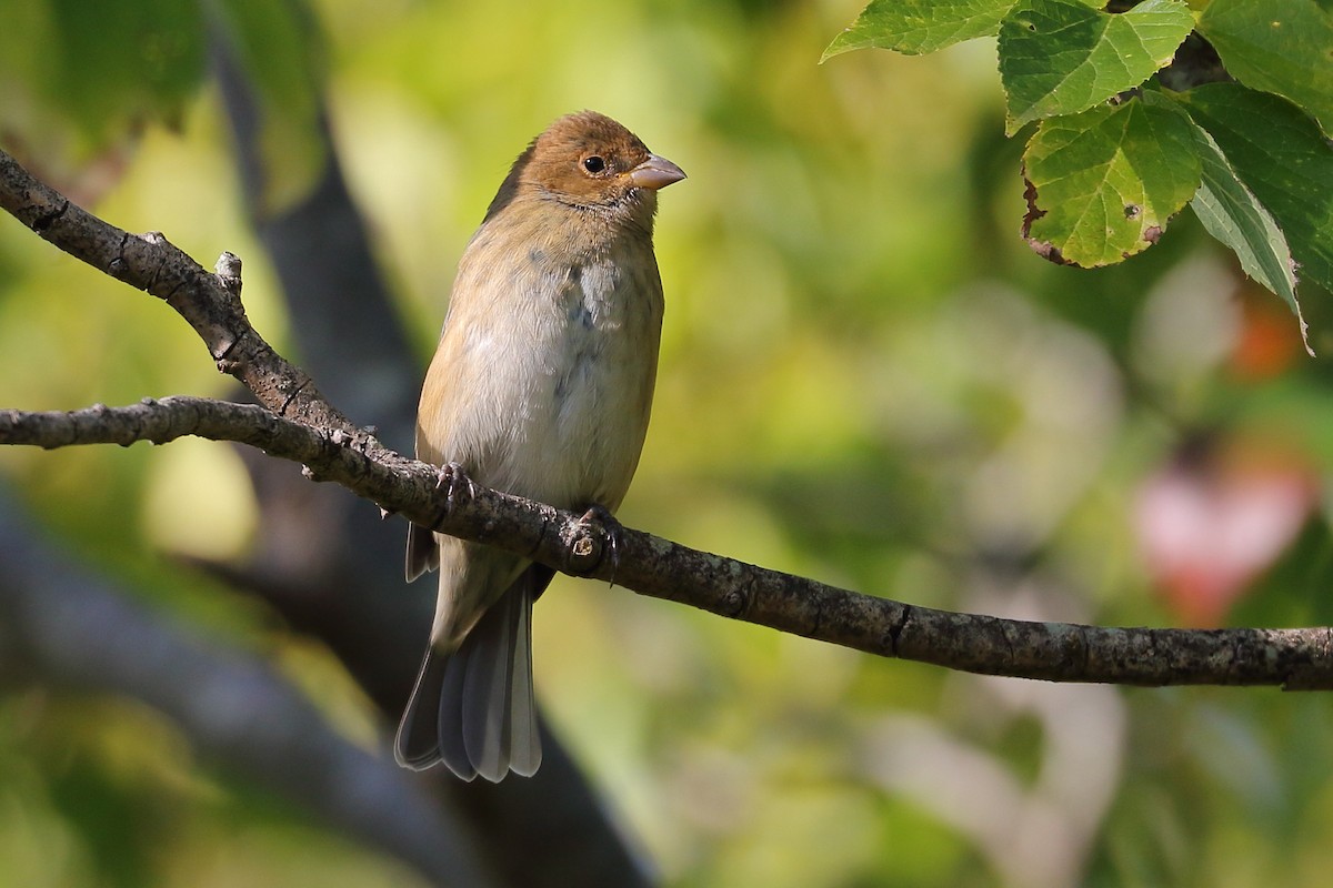 Indigo Bunting - ML648960816
