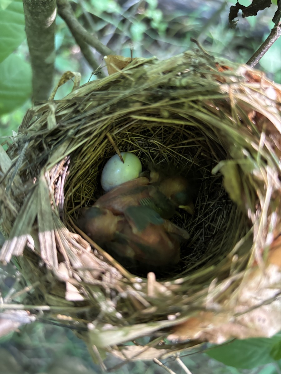 Indigo Bunting - ML648960898