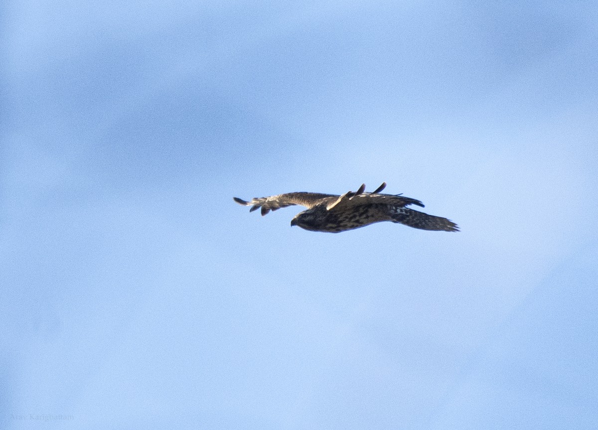 Red-shouldered Hawk - ML648960901