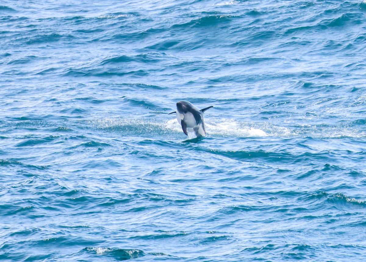 Peale's Dolphin - ML648960913