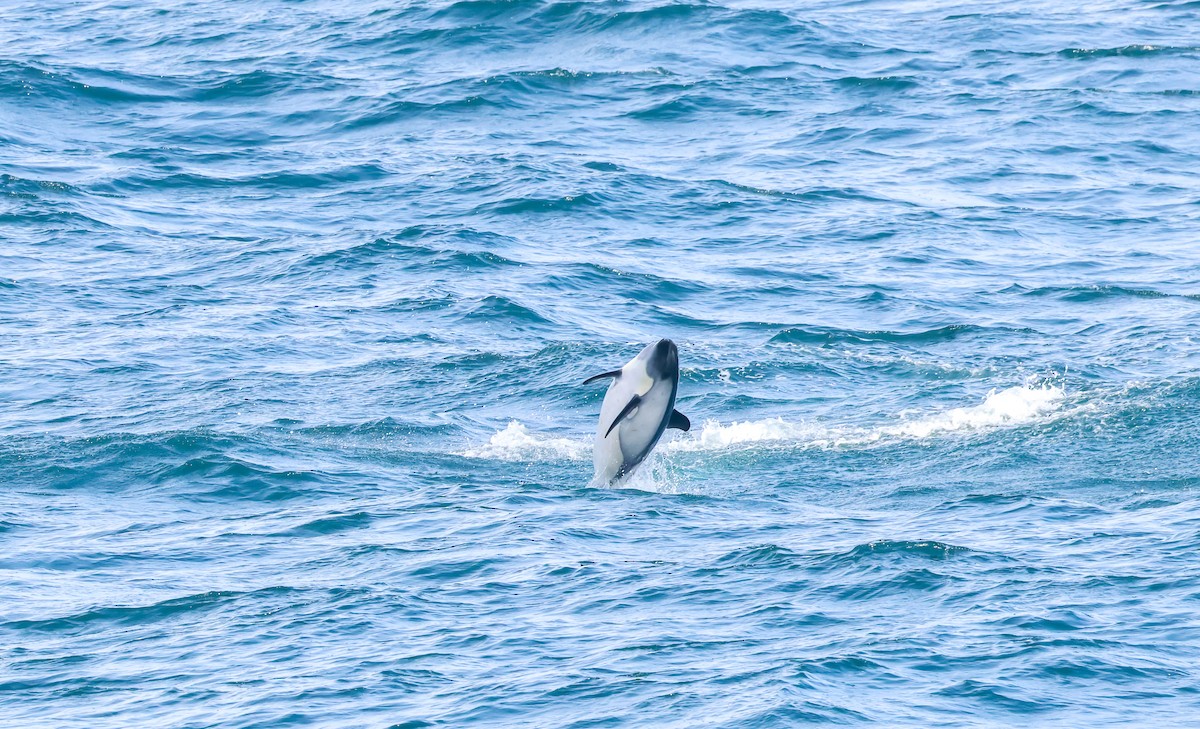 Peale's Dolphin - ML648960914