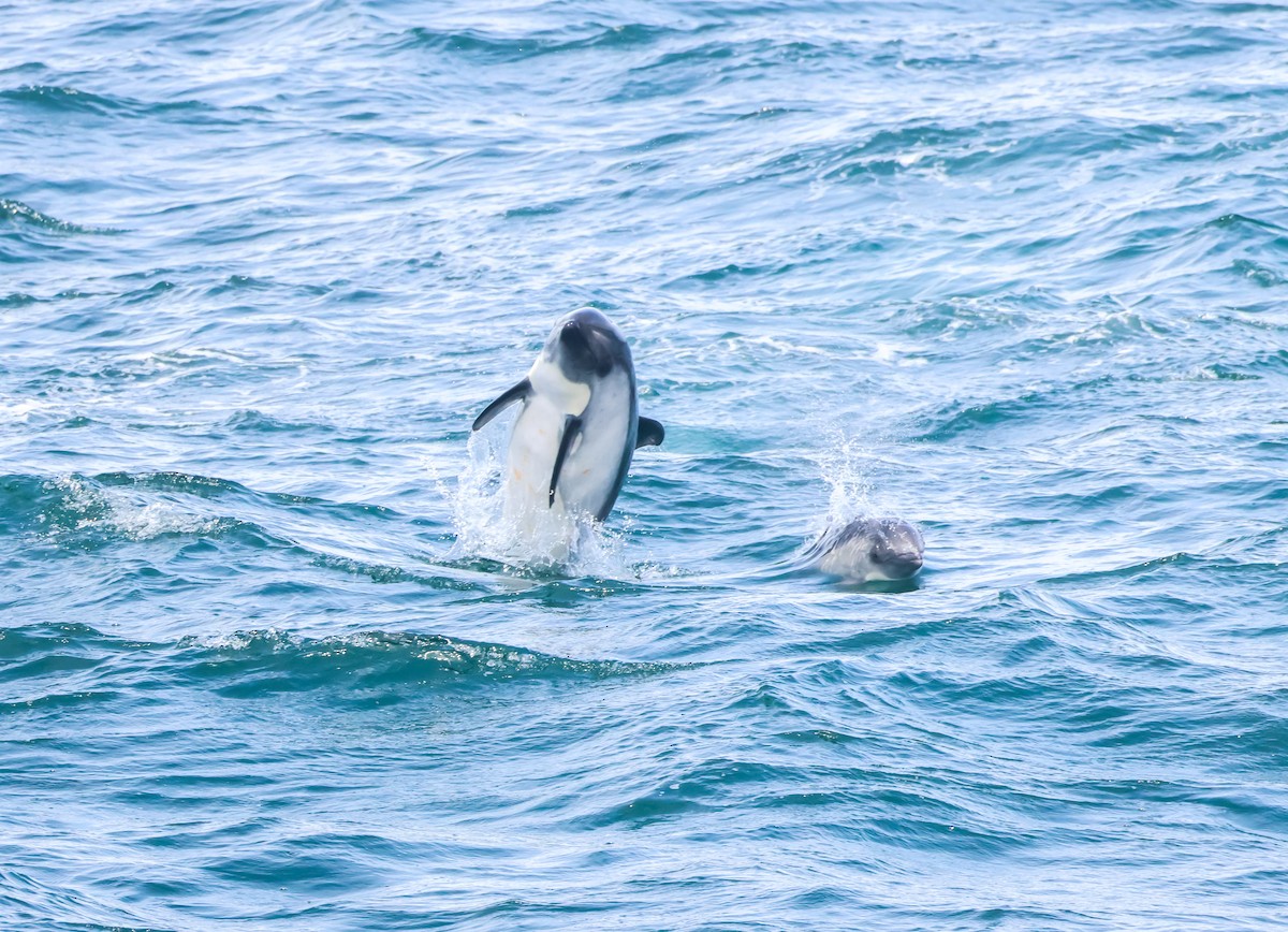 Peale's Dolphin - ML648960915