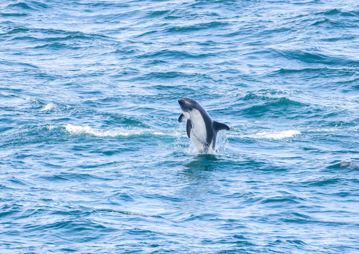 Peale's Dolphin - ML648960916