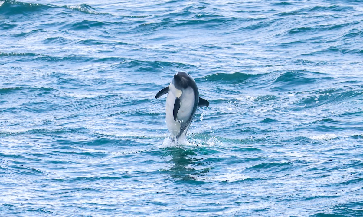 Peale's Dolphin - ML648960917