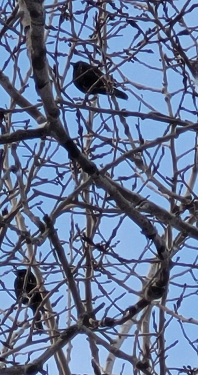 Common Grackle - ML648961175