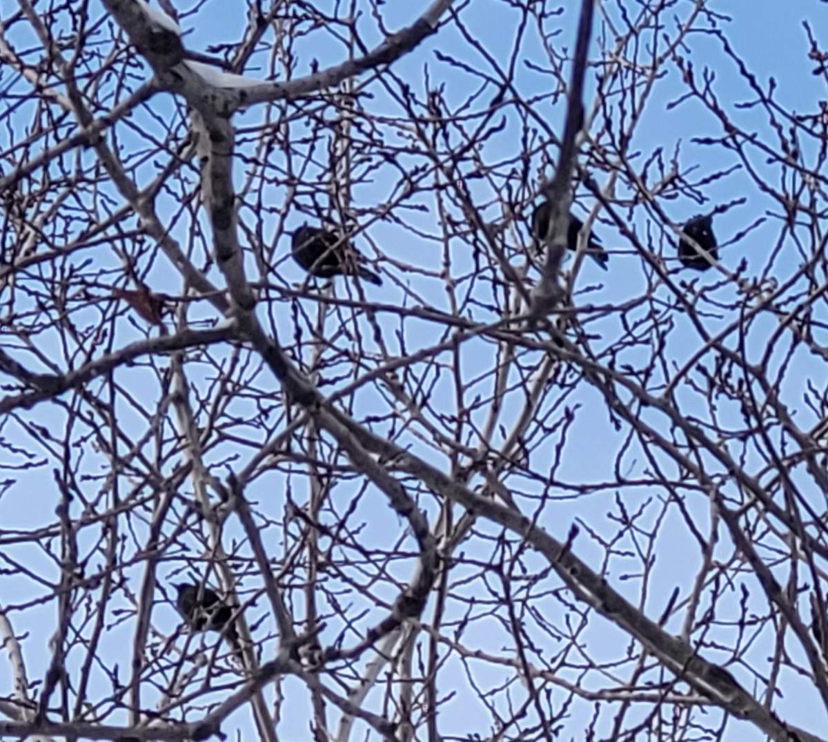 Common Grackle - ML648961252