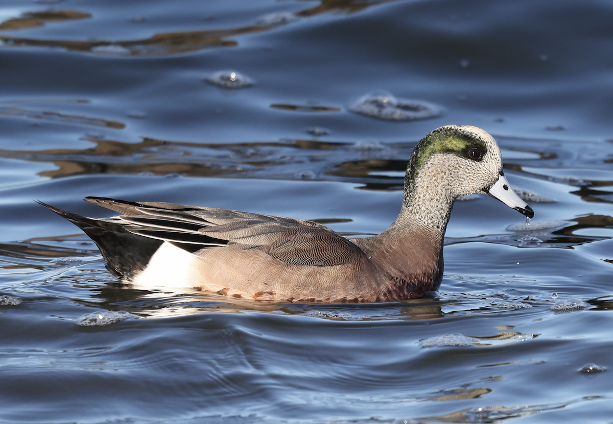 Kanadapfeifente - ML648961665