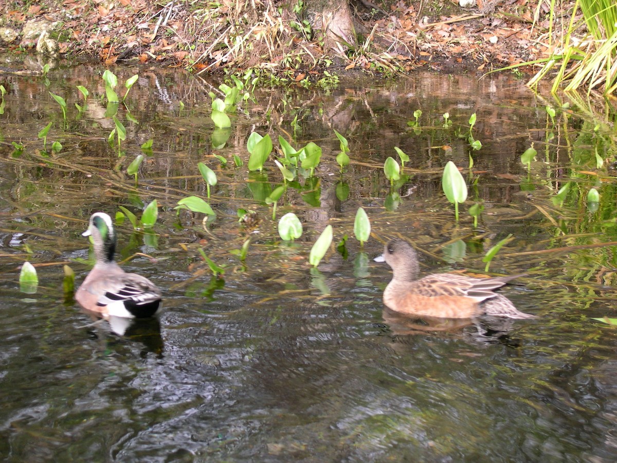 Kanadapfeifente - ML648961881