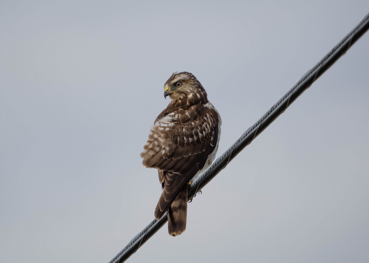 Busardo Aliancho - ML648962508