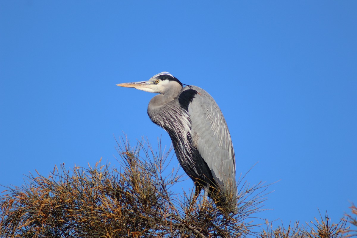 Great Blue Heron - ML648962555