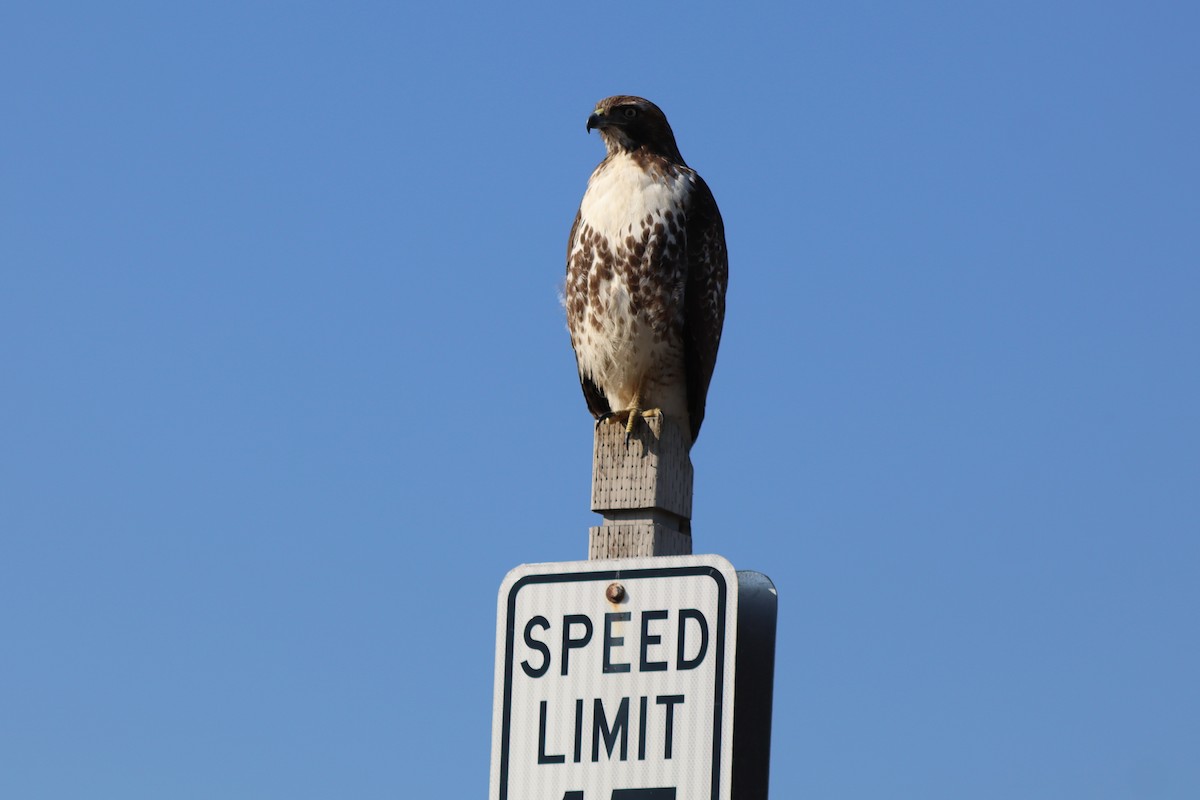 Red-tailed Hawk - ML648962590