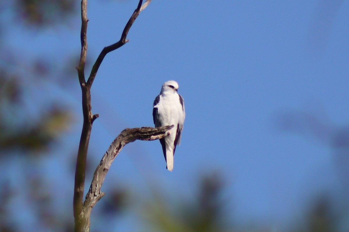 White-tailed Kite - ML648962636
