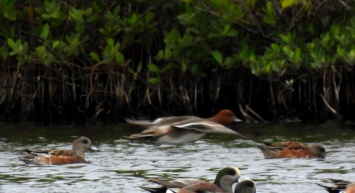 brunnakke - ML648962650