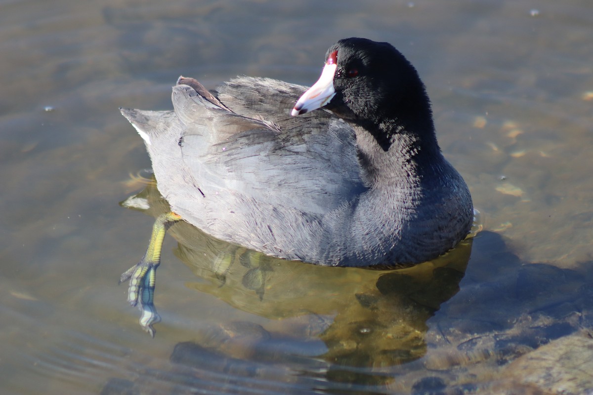 American Coot - ML648962682