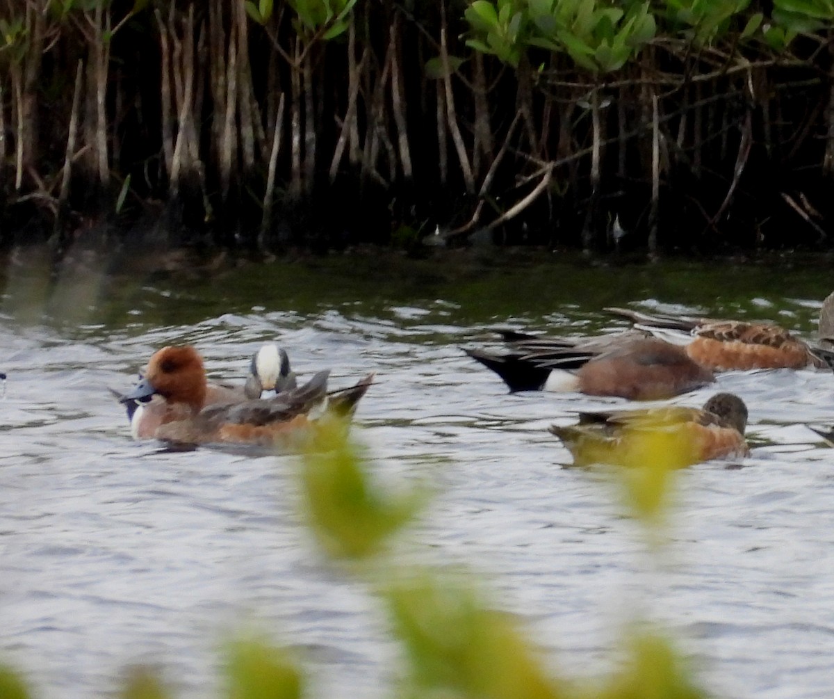 brunnakke - ML648962706