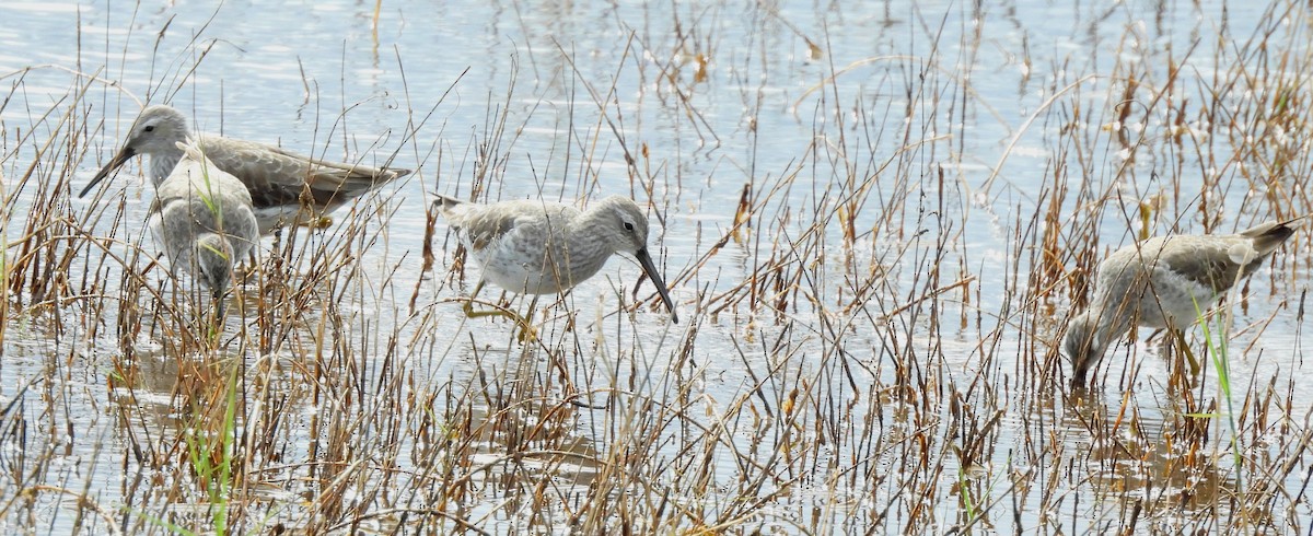 styltesnipe - ML648962767