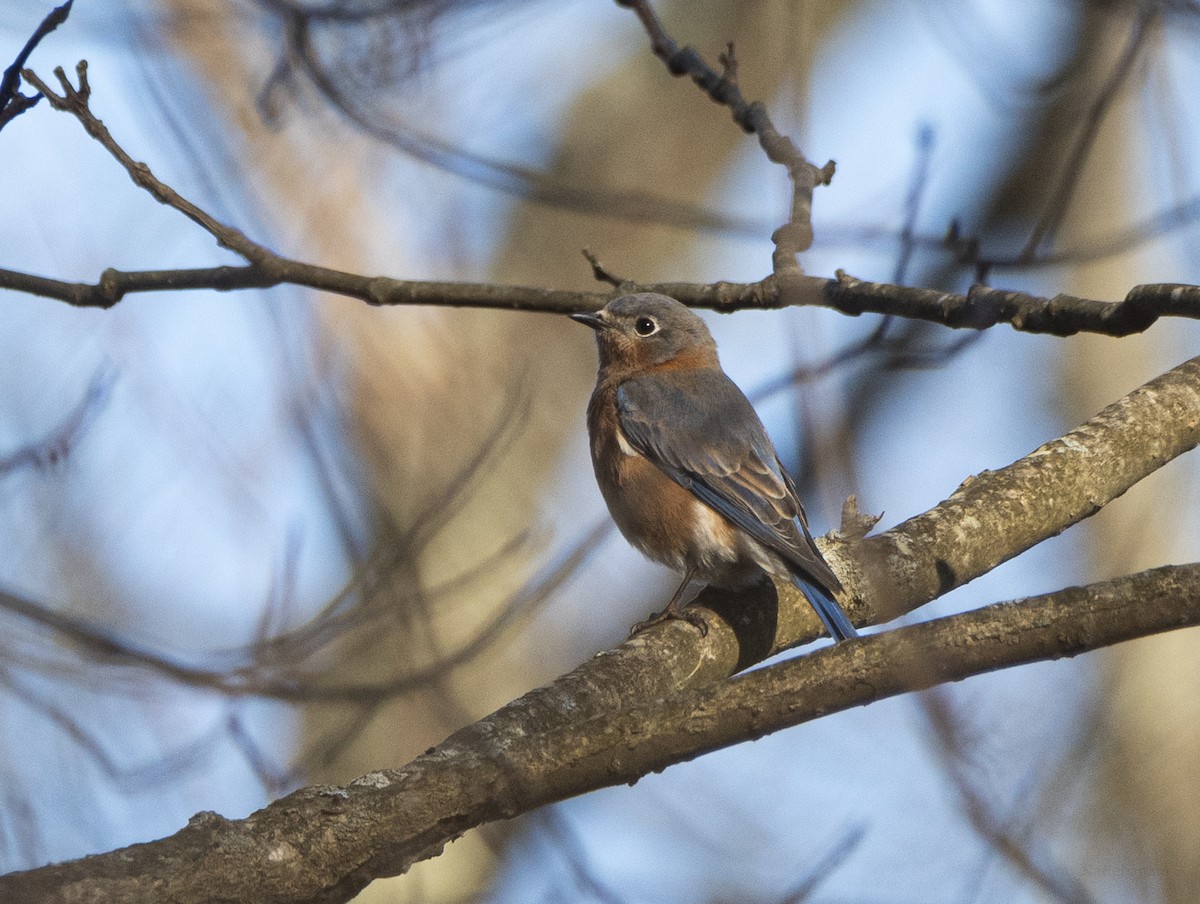 Eastern Bluebird - ML648962851