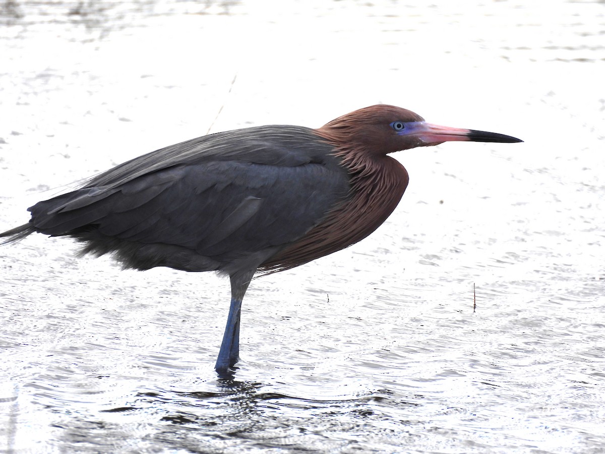 dansehegre - ML648962858