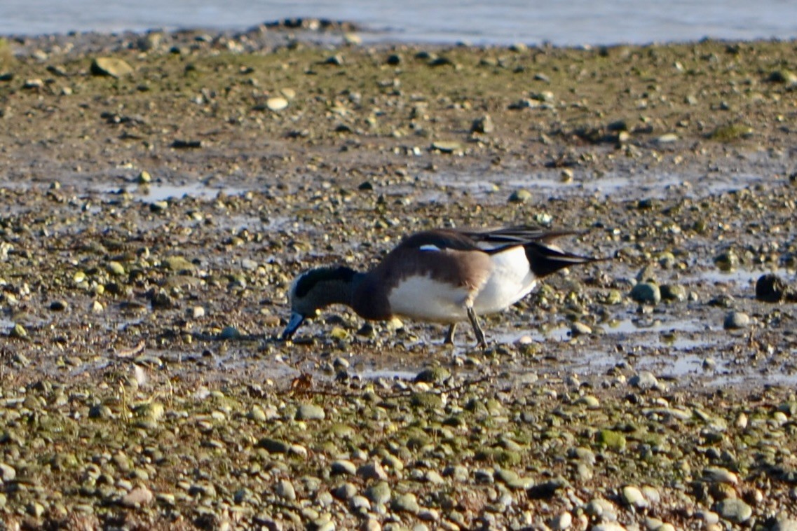 American Wigeon - Michael Self