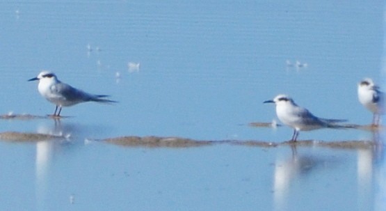 Forsterseeschwalbe - ML648962903