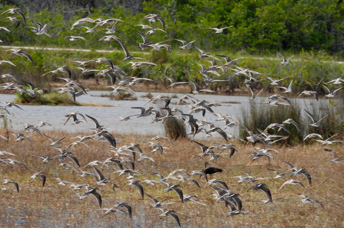 Long-billed Dowitcher - Sharon Wilcox