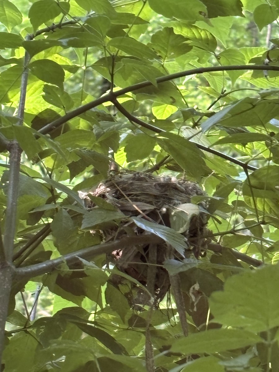 Acadian Flycatcher - ML648963079