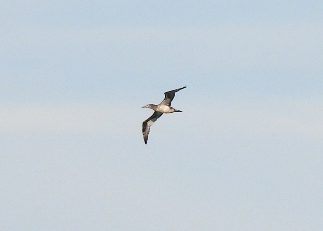 havsule - ML648963086