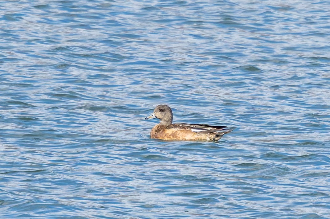 American Wigeon - Rob Upchurch