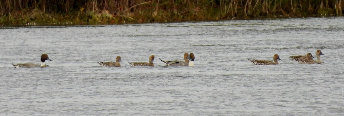 stjertand - ML648963150