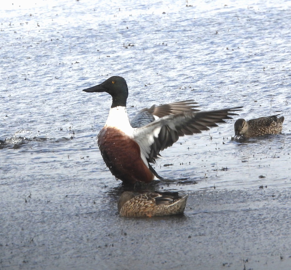 skjeand - ML648963239