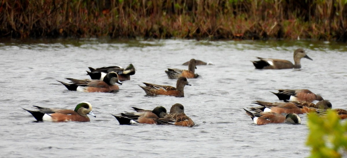 amerikablesand - ML648963579