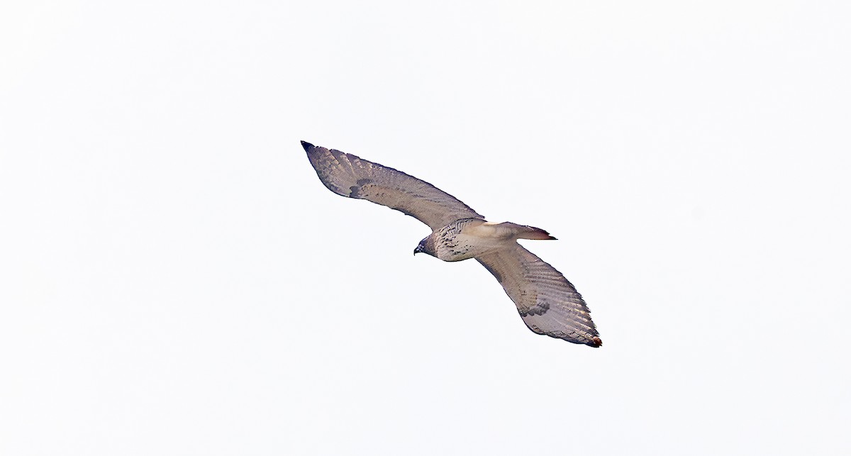 Red-tailed Hawk - ML648963729