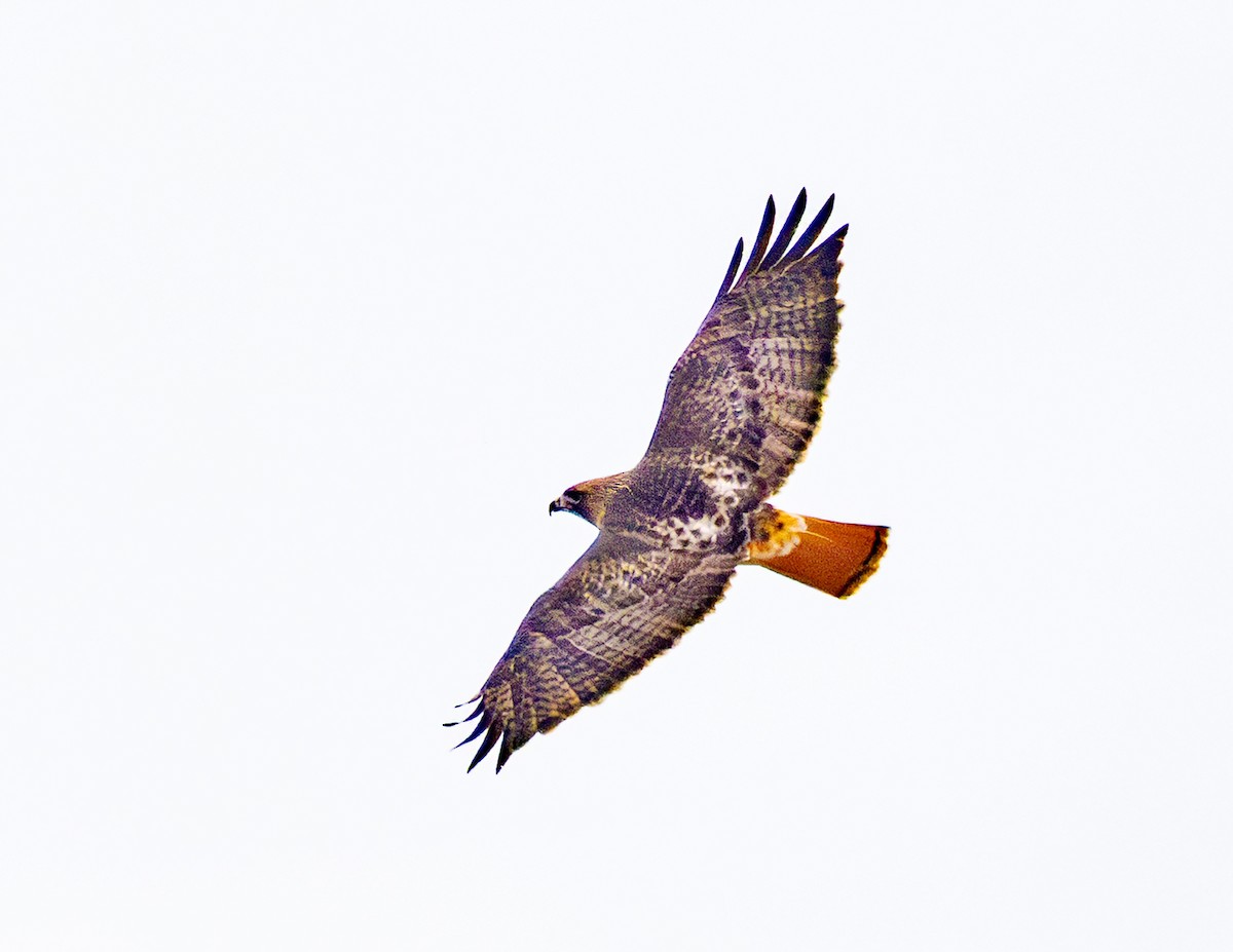 Red-tailed Hawk - ML648963730