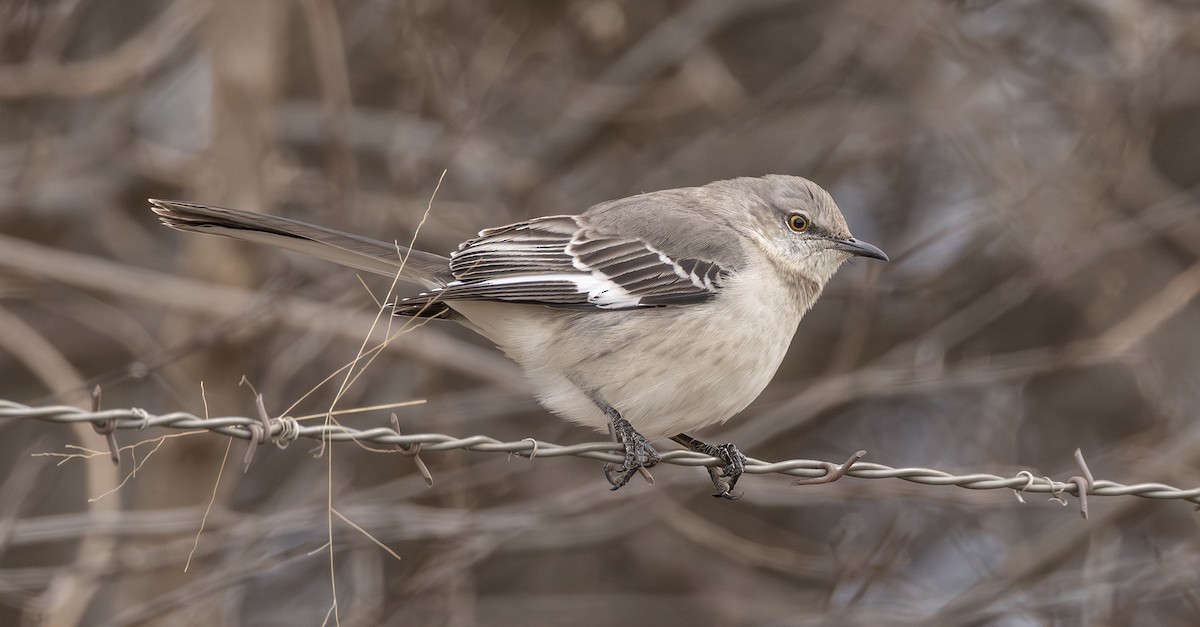 Northern Mockingbird - ML648963733