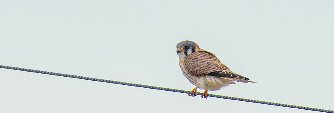 American Kestrel - ML648963746