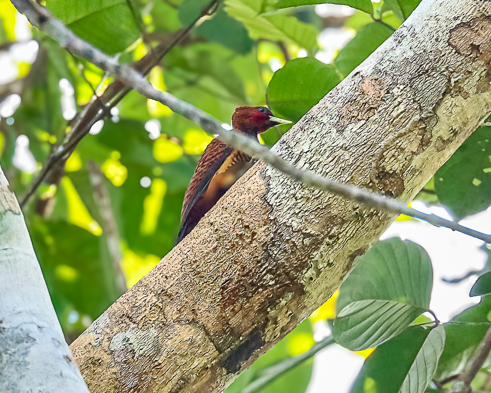 Waved Woodpecker - ML648963879