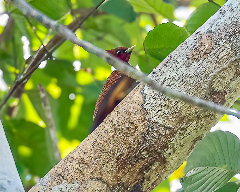 Waved Woodpecker - ML648963880