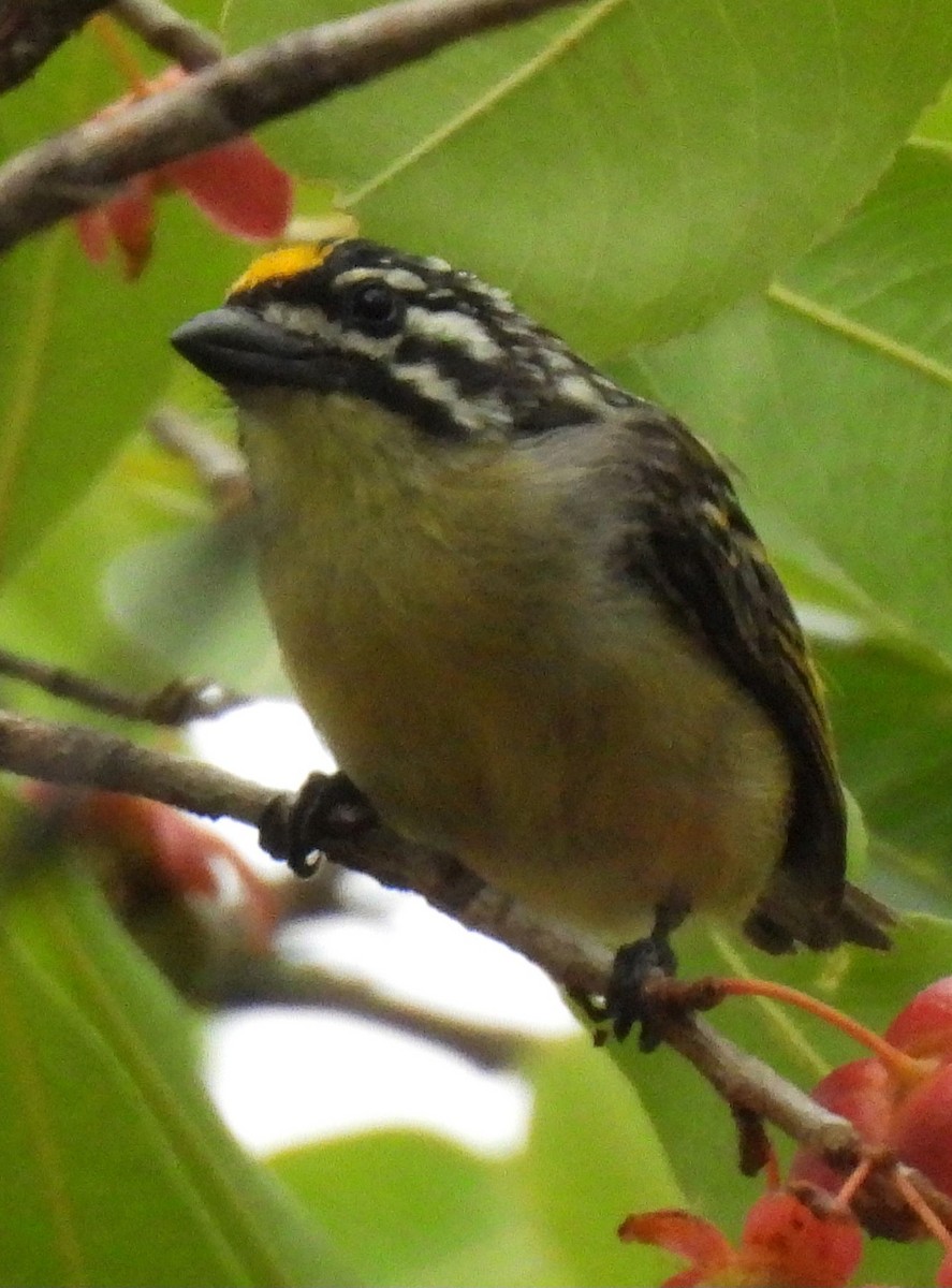 キビタイヒメゴシキドリ - ML648963913