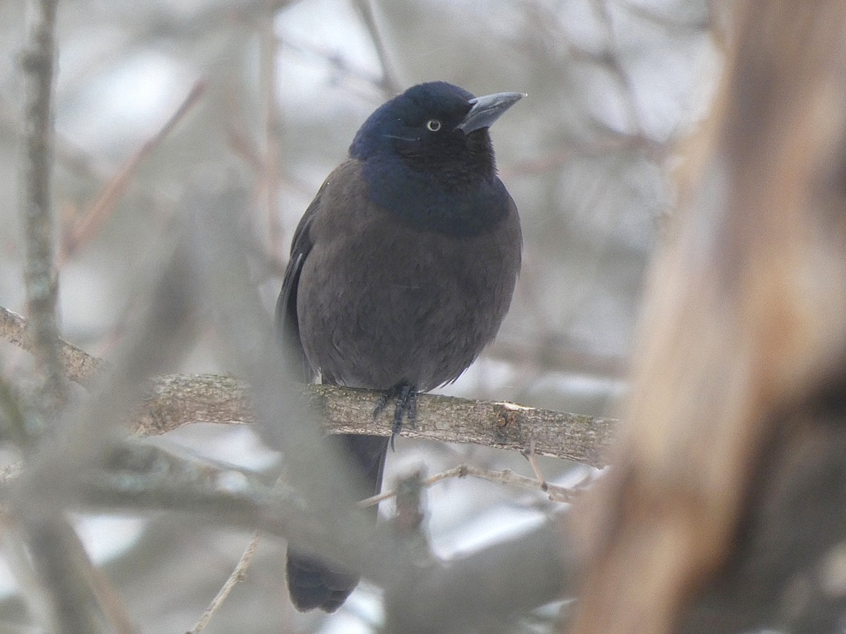 Common Grackle - ML648964166