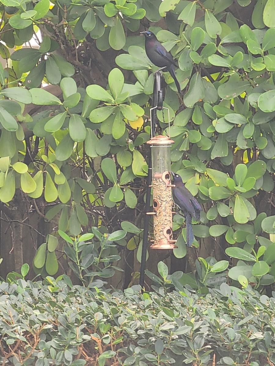 Common Grackle - ML648964306