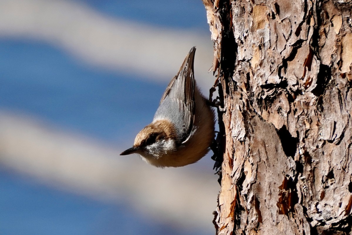 Brown-headed Nuthatch - ML648964372