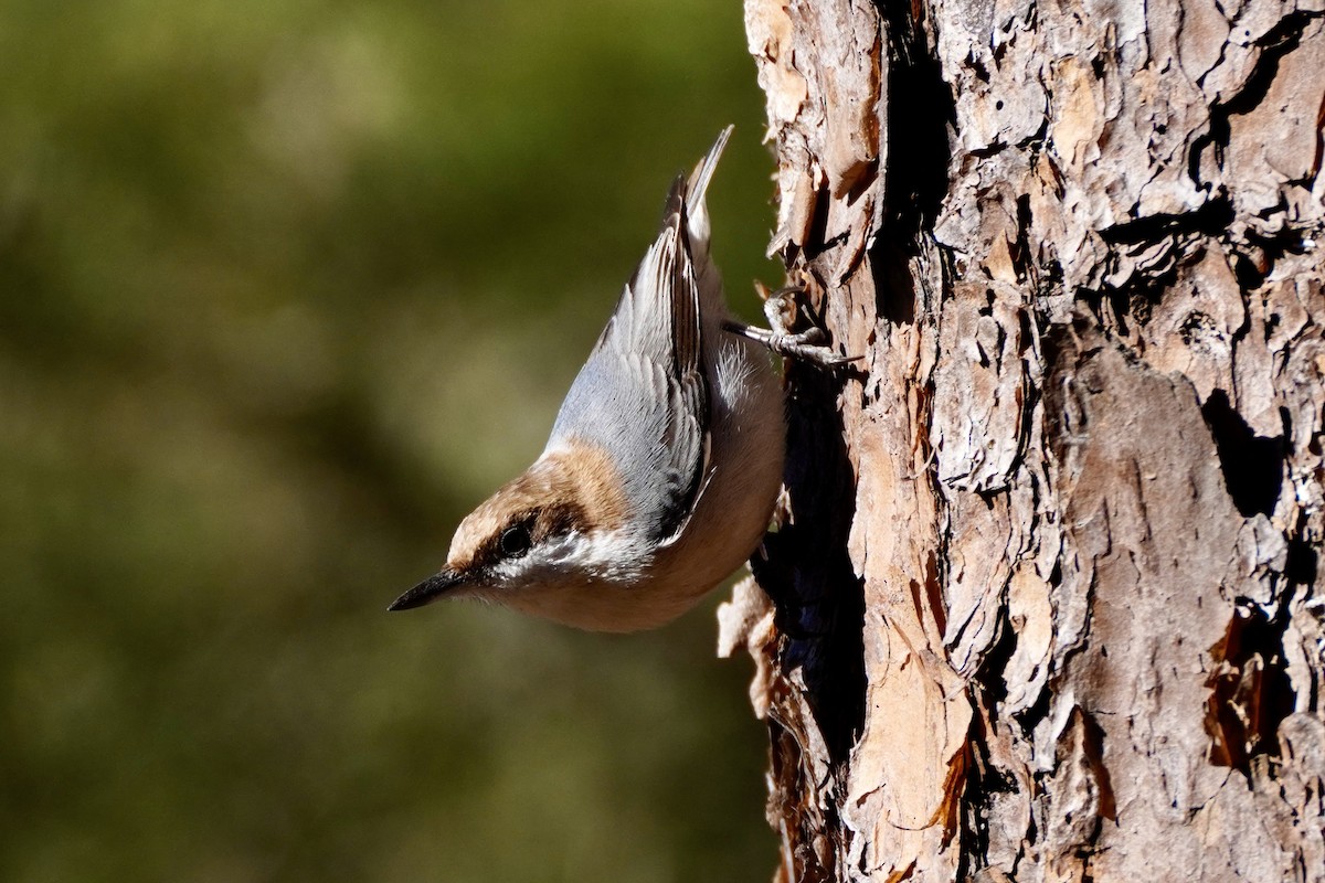 Brown-headed Nuthatch - ML648964373